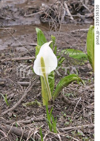 ミズバショウ 水芭蕉 北海道春の花 ミズバショウ 水芭蕉 北海道春の花 139536330