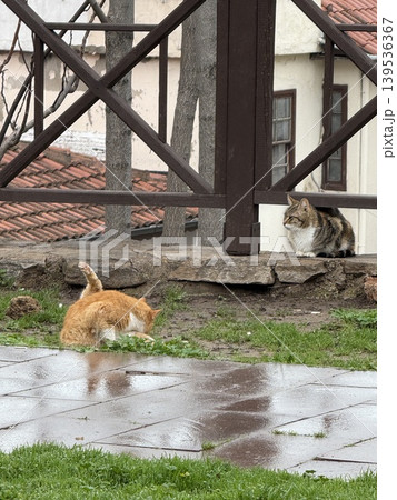 Cats exploring garden path with stone wall and grass, suitable for animal-themed background Cats exploring garden path with stone wall and grass, suitable for animal-themed background 139536367