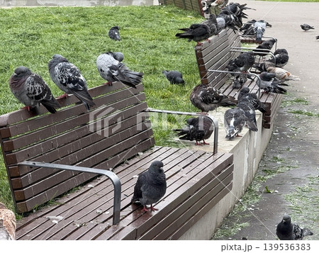 Pigeons perching on benches in park offering natural urban background with green grass Pigeons perching on benches in park offering natural urban background with green grass 139536383