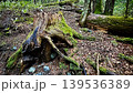 苔が生えた木の根 139536389