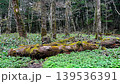 苔むした原生林 139536391