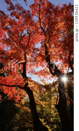 光に照らされた紅葉 光に照らされた紅葉 139536421