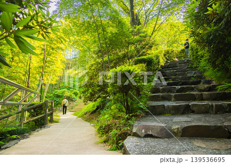 【新緑】熱海・MOA美術館の日本庭園(分かれ道) 【新緑】熱海・MOA美術館の日本庭園(分かれ道) 139536695