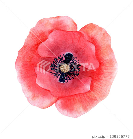 Watercolor red poppy flower botanical illustration. Hand drawn vibrant floral element for wedding invitations, greeting cards, and nature decor. Single blooming papaver isolated on white background. Watercolor red poppy flower botanical illustration. Hand drawn vibrant floral element for wedding invitations, greeting cards, and nature decor. Single blooming papaver isolated on white background. 139536775