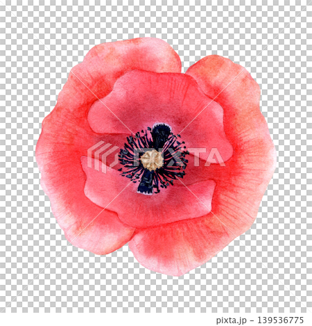 Watercolor red poppy flower botanical illustration. Hand drawn vibrant floral element for wedding invitations, greeting cards, and nature decor. Single blooming papaver isolated on white background. Watercolor red poppy flower botanical illustration. Hand drawn vibrant floral element for wedding invitations, greeting cards, and nature decor. Single blooming papaver isolated on white background. 139536775