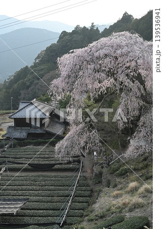 静岡市栃沢の枝垂れ桜 139536941
