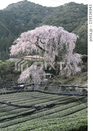 静岡市栃沢の枝垂れ桜 139536943