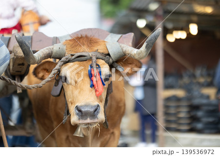 Cow stands in market area while people walk by and buy goods during the daytime in rural setting 139536972