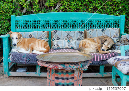 Two dogs resting on a vibrant teal outdoor bench 139537007