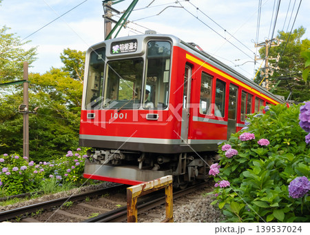 箱根登山電車の大平台駅付近の線路沿いに咲く満開のあじさいと登山電車 箱根登山電車の大平台駅付近の線路沿いに咲く満開のあじさいと登山電車 139537024