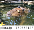 Capybara resting in water with Eyes Closed 139537127
