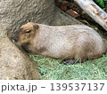 Capybara resting on the ground in zoo 139537137