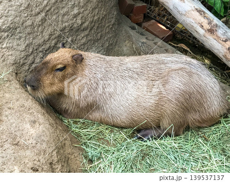 Capybara resting on the ground in zoo 139537137