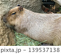 Capybara resting on the ground in zoo 139537138