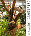Sloth hanging upside down from a tree branch in a zoo 139537139