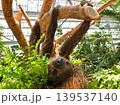 Sloth hanging upside down from a tree branch in a zoo 139537140