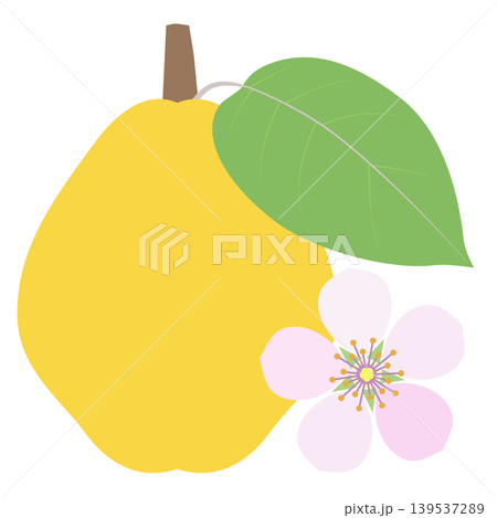 マルメロの花と果実のアイコン マルメロの花と果実のアイコン 139537289