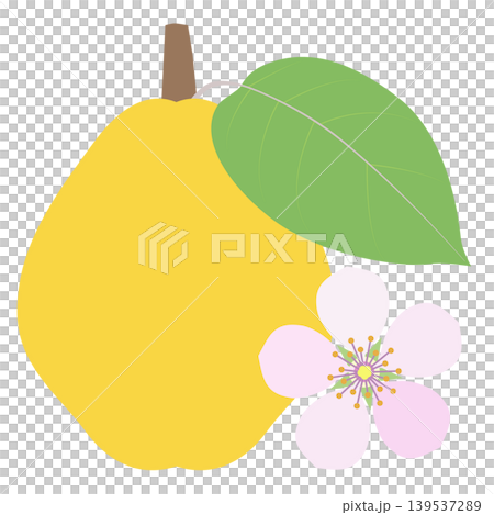 マルメロの花と果実のアイコン マルメロの花と果実のアイコン 139537289