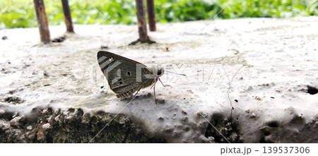 A small brown butterfly landed on the concrete surface. A small brown butterfly landed on the concrete surface. 139537306