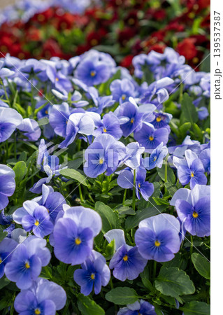 赤い花を背にして咲く水色のパンジーの群れ 赤い花を背にして咲く水色のパンジーの群れ 139537387