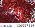 画面いっぱいに広がる真っ赤なモミジの紅葉 139537416