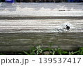風化した木の縁の節と背後の草のボケ 139537417