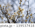 早春の細い枝にやさしく咲く白い梅の花 139537418
