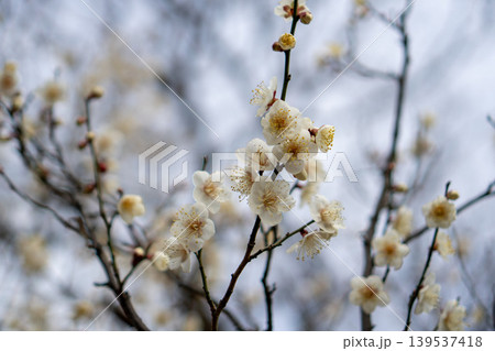 早春の細い枝にやさしく咲く白い梅の花 早春の細い枝にやさしく咲く白い梅の花 139537418