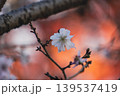 オレンジの紅葉ボケに咲く一輪の十月桜 139537419
