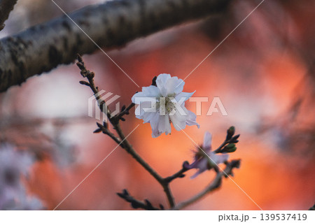 オレンジの紅葉ボケに咲く一輪の十月桜 139537419