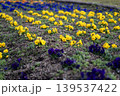 黄色と紫のパンジーが整列して咲く花壇 139537422
