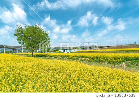 Seoul, South Korea - May. 10, 2026 : Vast Yellow Canola Flower Field under Blue Sky with Wispy Clouds at Guri Hangang Park, South Korea Seoul, South Korea - May. 10, 2026 : Vast Yellow Canola Flower Field under Blue Sky with Wispy Clouds at Guri Hangang Park, South Korea 139537639