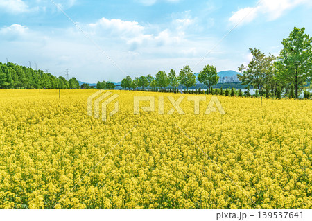 Seoul, South Korea - May. 10, 2026 : Vast Yellow Canola Flower Field under Blue Sky with Wispy Clouds at Guri Hangang Park, South Korea 139537641