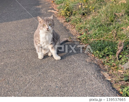 アスファルトの道端に座ってこちらを見つめるサバトラ白の猫 139537665