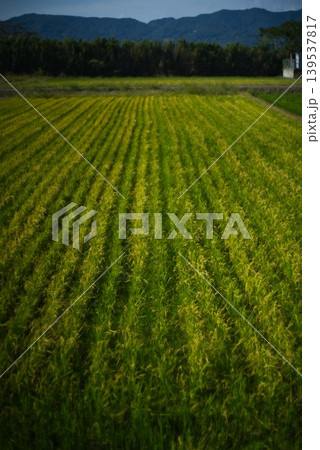 田植えの後の田んぼ 139537817