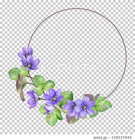 Watercolor floral frame with purple spring flowers. Hand-painted anemone hepatica flowers and green liverwort leaves. Ideal for wedding invites, branding, packaging and stationery Watercolor floral frame with purple spring flowers. Hand-painted anemone hepatica flowers and green liverwort leaves. Ideal for wedding invites, branding, packaging and stationery 139537843