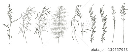 Hand drawn wild meadow herbs botanical vector set 139537958
