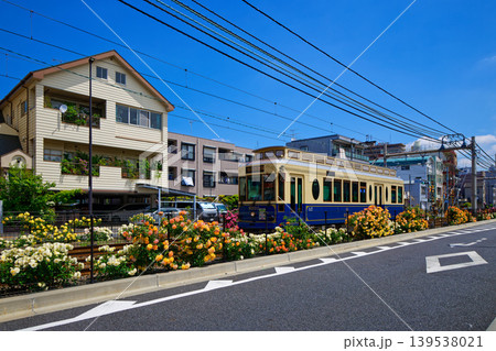 都電沿線のカラフルなバラの花と路面電車 宝くじ号 都電沿線のカラフルなバラの花と路面電車 宝くじ号 139538021