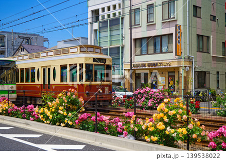 都電沿線のカラフルなバラの花と路面電車 宝くじ号 都電沿線のカラフルなバラの花と路面電車 宝くじ号 139538022