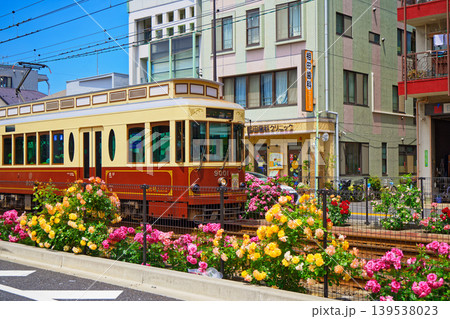都電沿線のカラフルなバラの花と路面電車　宝くじ号 139538023