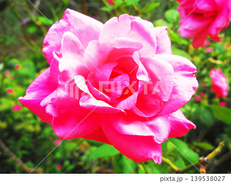 ピンク色のバラの花の風景 ピンク色のバラの花の風景 139538027