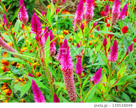 ピンク色のノゲイトウの満開の花の風景 ピンク色のノゲイトウの満開の花の風景 139538049