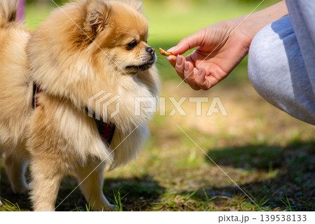 Pomeranian dog taking treat from owners hand outdoors Pomeranian dog taking treat from owners hand outdoors 139538133