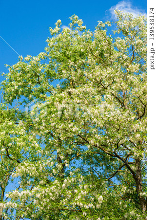 Green birch tree leaves against blue sky 139538174