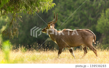 Male Mountain Nyala standing in Bale mountains national park, Ethiopia 139538283