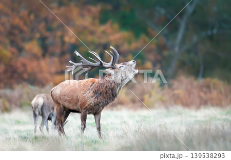 Red deer stag roaring during rutting season in autumn 139538293