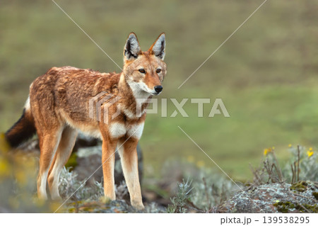 Rare endangered Ethiopian wolf standing in high-altitude grasslands of Ethiopian Highlands 139538295