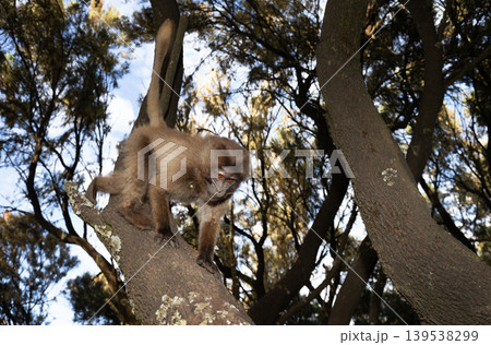 Young Gelada baboon climbing tree in Simien mountains Ethiopia 139538299