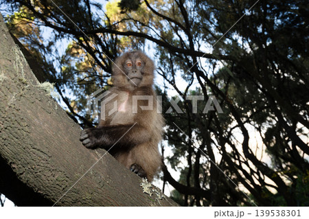 Gelada baboon sitting on tree branch in Simien mountains Ethiopia 139538301