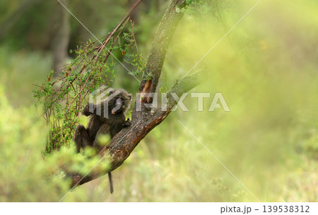 Young Olive Baboon sitting on tree branch in Ethiopian forest Young Olive Baboon sitting on tree branch in Ethiopian forest 139538312